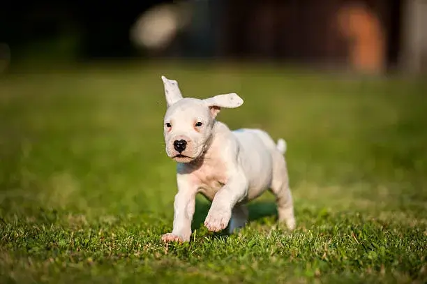 Dogo Argentino