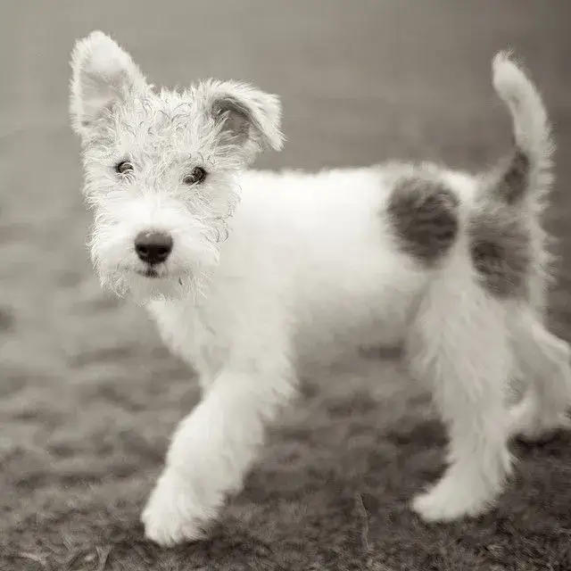 Fox Terrier