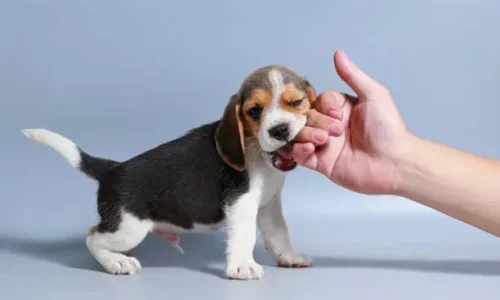 The Best Way to Get a Puppy to Stop Nipping: Explained