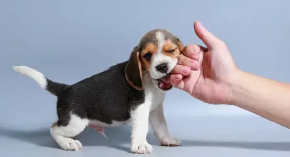 The Best Way to Get a Puppy to Stop Nipping: Explained