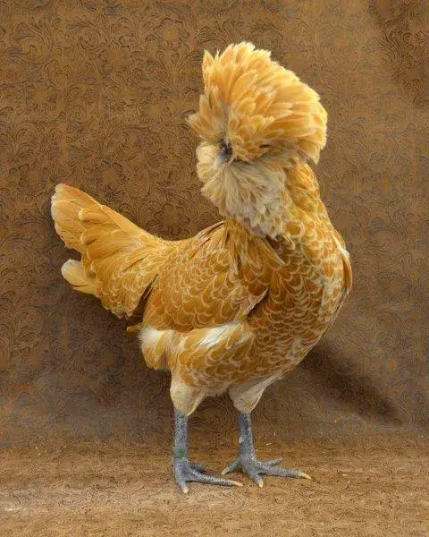 Gold Chicken Breed-Bearded Golden