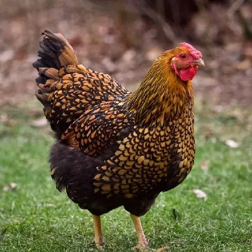 Gold Chicken Breed-Golden Laced Wyandotte