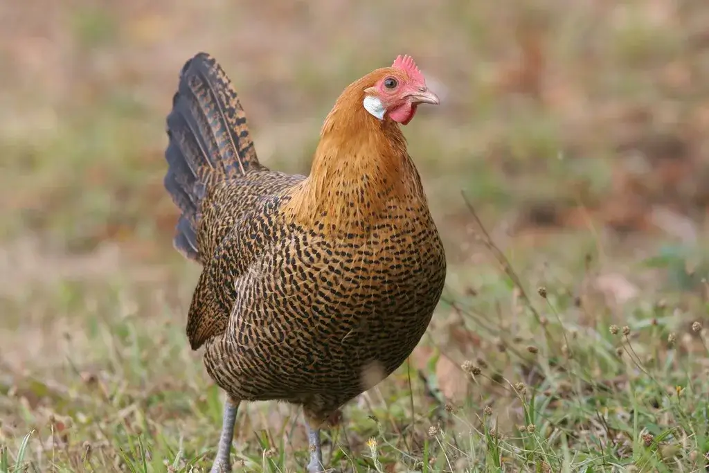 Gold Chicken Breed-Golden Penciled