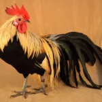 Gold-Chicken-Breed-Golden-Phoenix