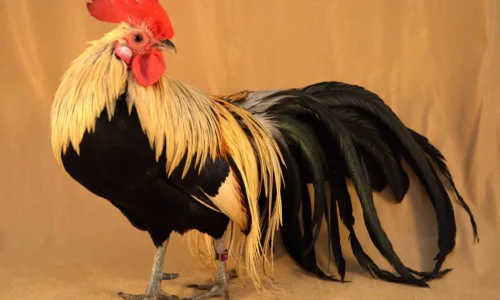 15+ Best & Beautiful Gold Chicken Breeds: Plus Facts