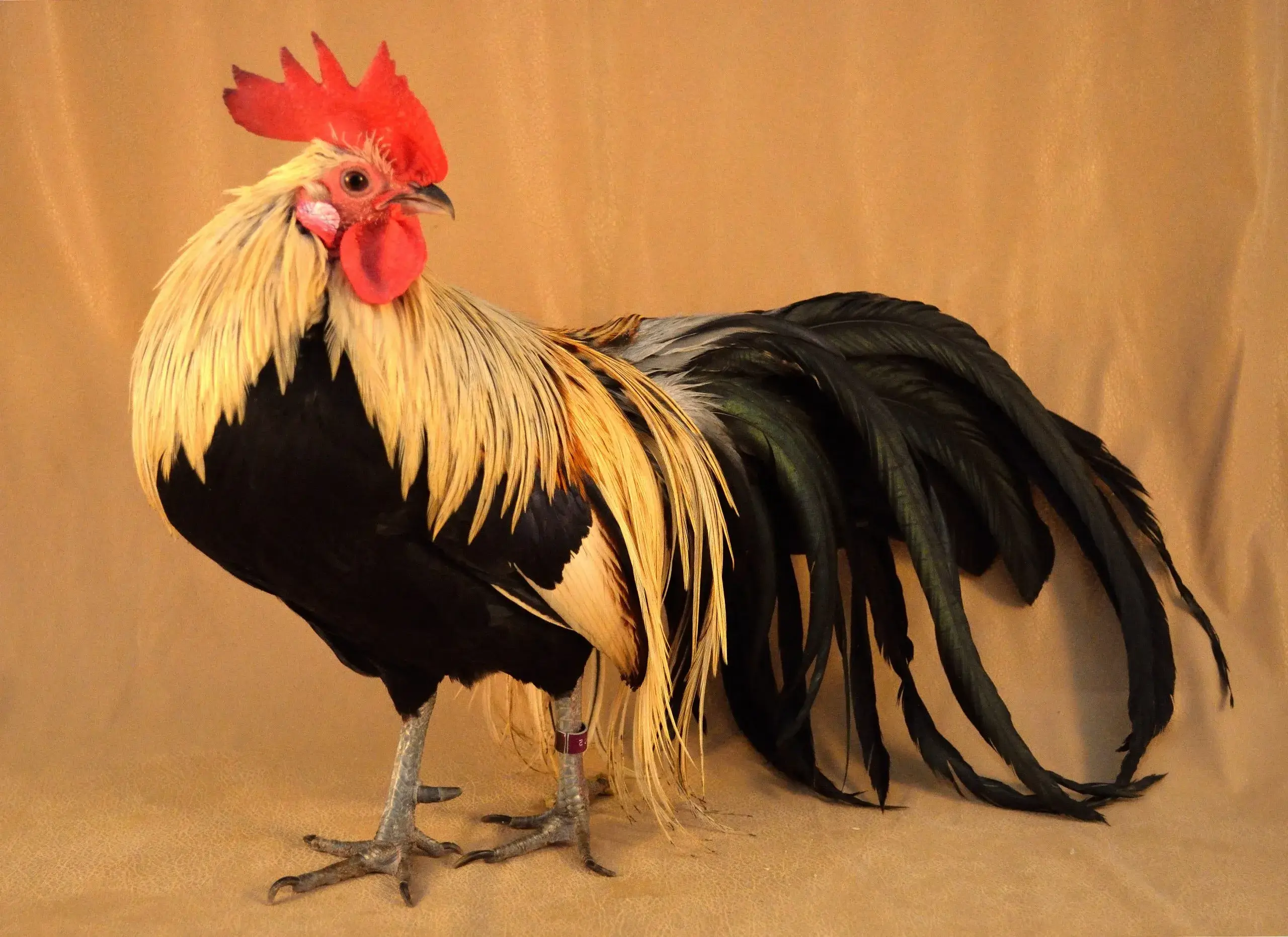 Gold-Chicken-Breed-Golden-Phoenix