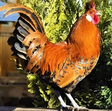 Gold Chicken Breed-Golden Spangled