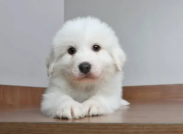 Great Pyrenees puppy