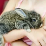 Having a Bunny As a Pet