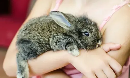 Crucial Facts To Know Before Having a Bunny As a Pet