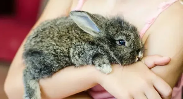 Crucial Facts To Know Before Having a Bunny As a Pet