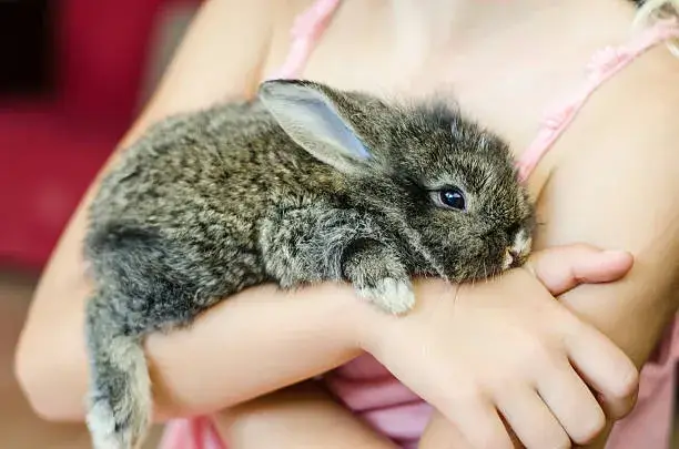 Having a Bunny As a Pet