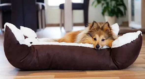 How to Wash a Dog Bed? Here’s what you need to Know