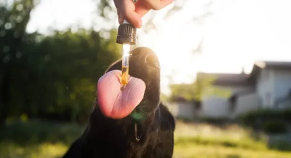 Is Lemongrass Oil Safe for Dogs? Guide for Beginners