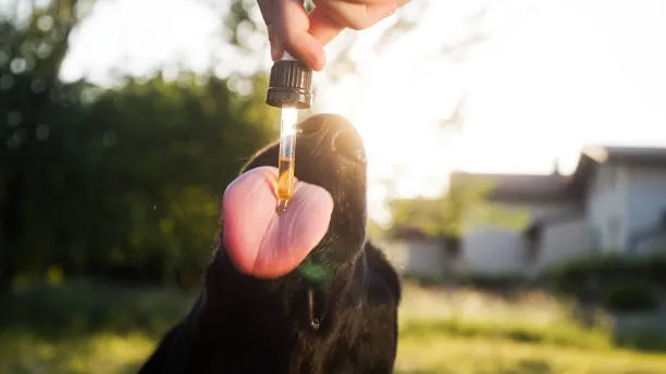 Is Lemongrass Oil Safe for Dogs