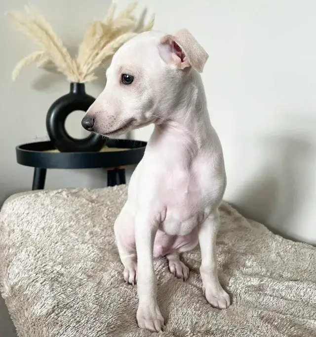 Italian Greyhound