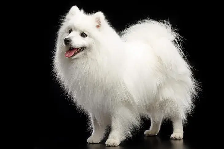 Japanese Spitz