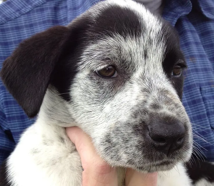 Lab Blue Heeler Mix Puppies