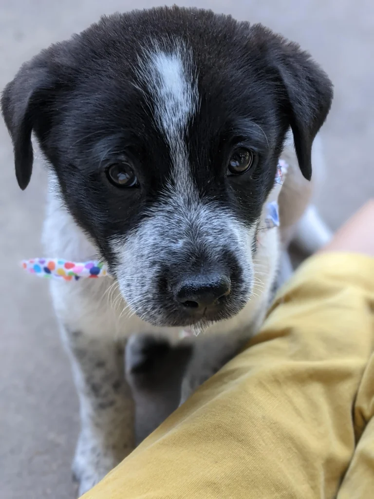 Lab Blue Heeler Mix Puppies