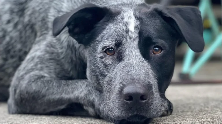 Lab Blue Heeler Mix Puppies