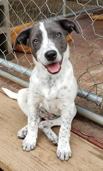 Lab Blue Heeler Mix Puppies