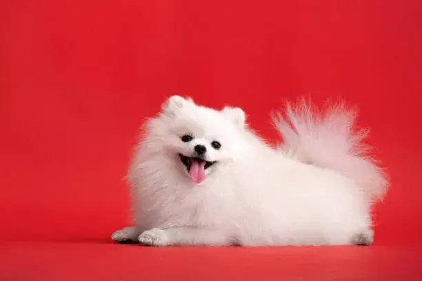 Pomeranian