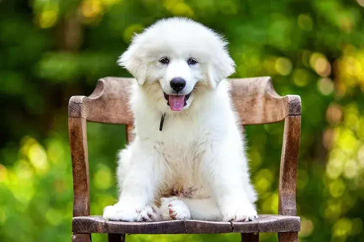 Pyrenean mastiff