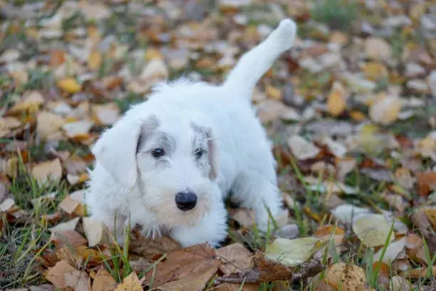 Sealyham Terrier