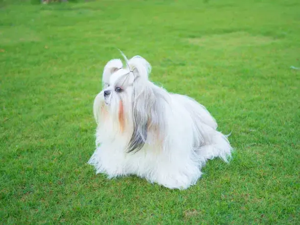 Shih Tzu puppy white