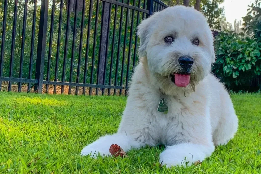 Soft-Coated Wheaten Terrier