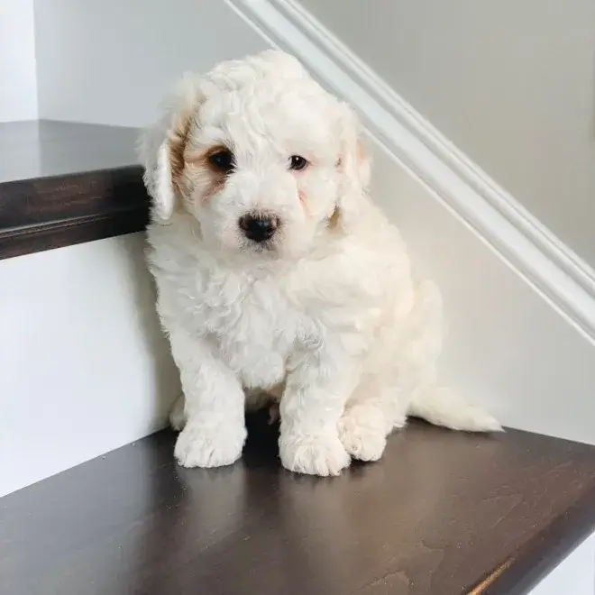 Tiny Bernedoodle