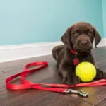 Top-5-Best-Training-Leashes-for-Puppies-2024-By-Experts
