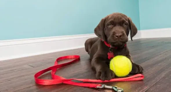 Top 5 Best Training Leashes for Puppies: 2024 By Experts