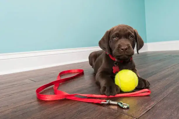Top-5-Best-Training-Leashes-for-Puppies-2024-By-Experts
