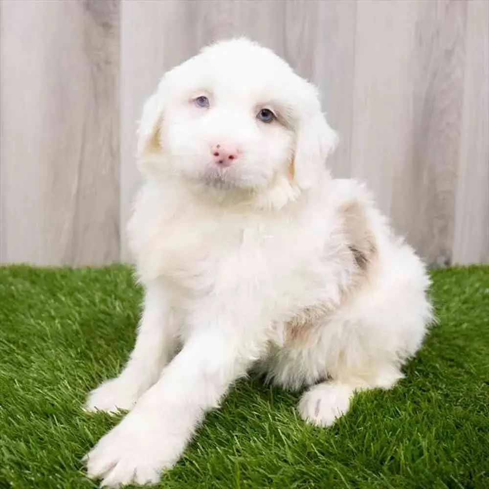 Toy Aussiedoodle