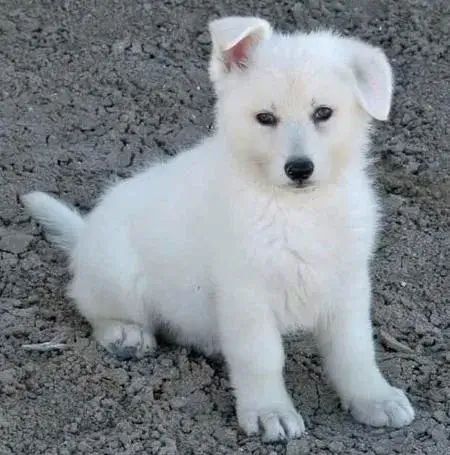 White German Shepherd