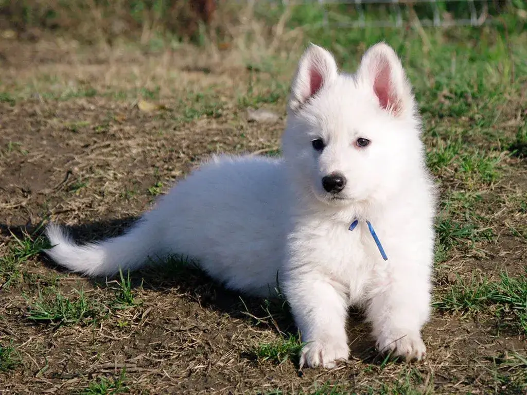 White Swiss Shepherd