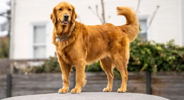 At what age do Golden Retrievers stop shedding?