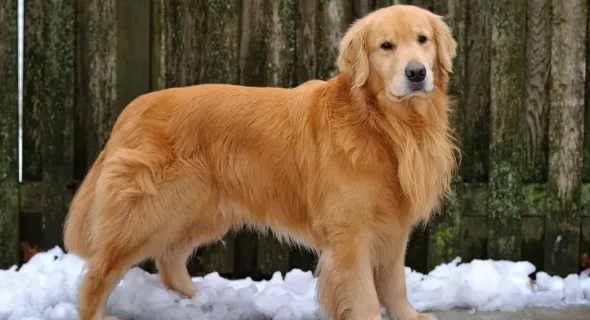Are Golden Retrievers goofy? Exactly what to Expect