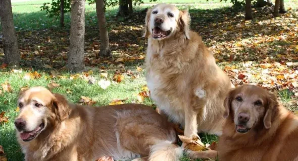 Are Golden Retrievers Hard to Raise? Must Know