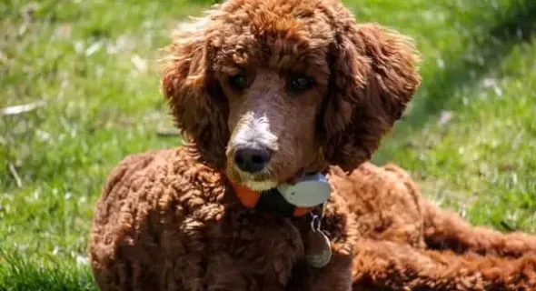 Does Poodle Color Affect Personality? Myths and Truth