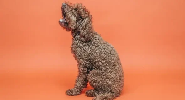 Why Do Poodles Sit Funny? Fun Facts Explained