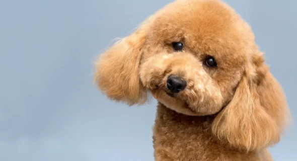 Why Do Poodles Stare at You? Reasons Explained