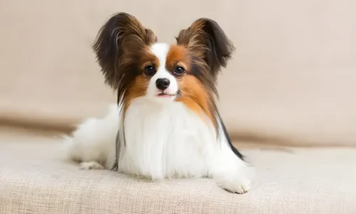 15+ Amazing Dog Breed Starts with P? Don’t Miss These Top Picks