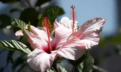 Are Hibiscus Flowers Poisonous to Dogs? A Guide for Concerned Pet Owners