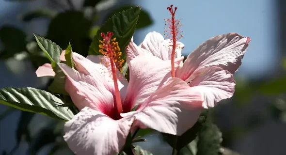Are Hibiscus Flowers Poisonous to Dogs? A Guide for Concerned Pet Owners