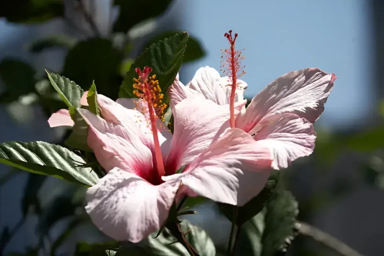 Are Hibiscus Flowers Poisonous to Dogs