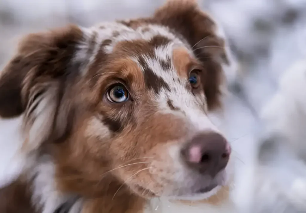 Australian Shepherd Bloodhound Mix