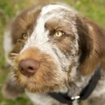 Australian Shepherd Bloodhound Mix