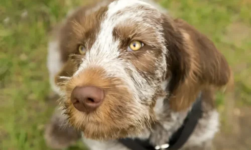 The Australian Shepherd Bloodhound Mix: A Unique and Challenging Hybrid